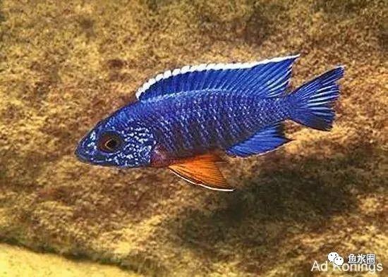 三湖慈鲷马鲷孔雀鱼多久发色,三湖慈鲷鱼之马鲷鱼
