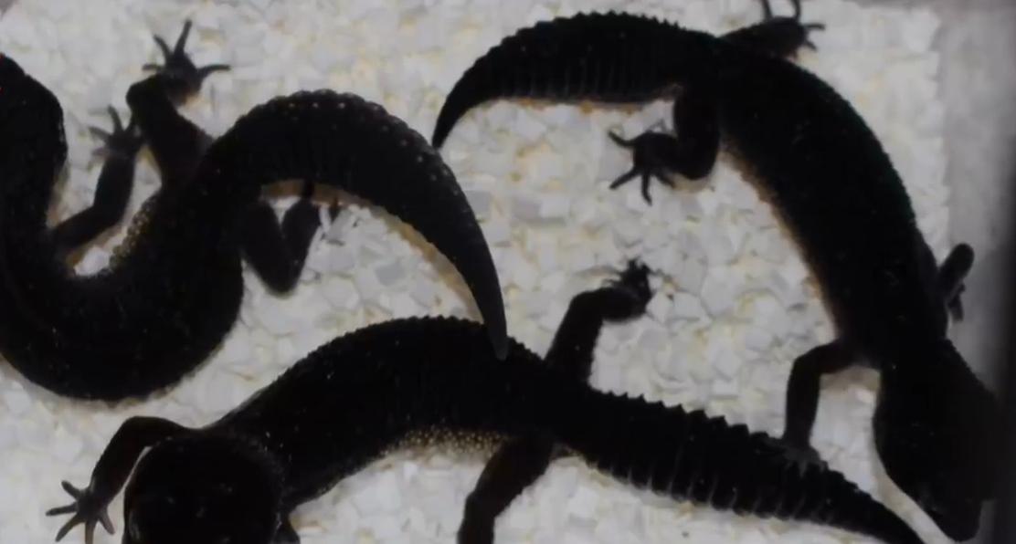 守宫纯黑图片,黑守宫为什么变白