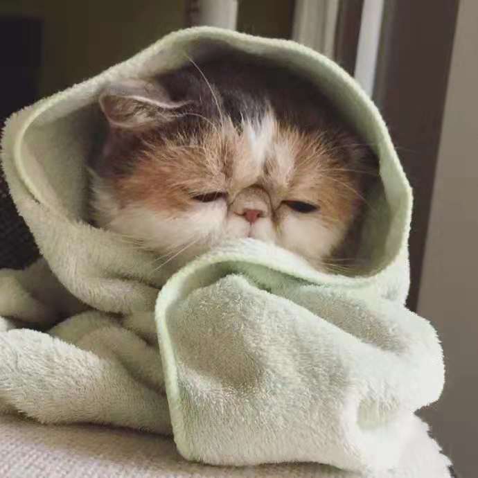 不能被忽视猫咪的5个救命信号,猫咪应激反应的表现