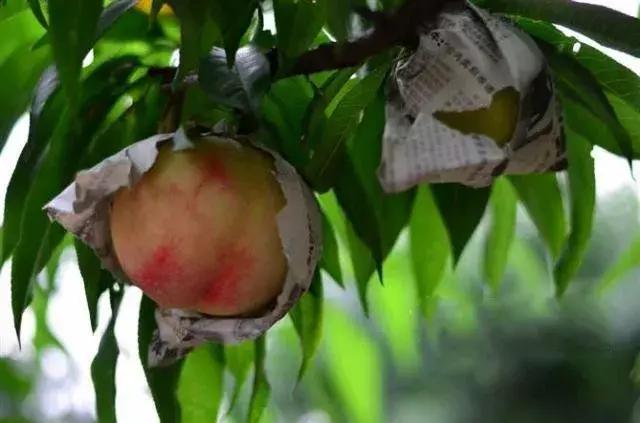 无锡水蜜桃几月上市,正宗无锡阳山水蜜桃