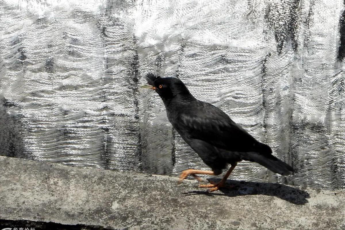 八哥鸟拉稀是白色没精神的怎么办,八哥鸟容易生病吗