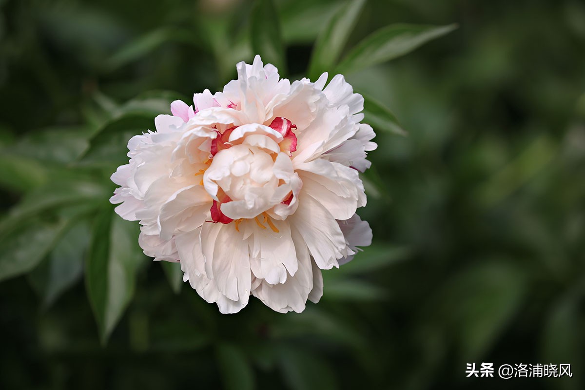 大院绿化的回忆——顺便看看院里的芍药定个究竟有多少种？