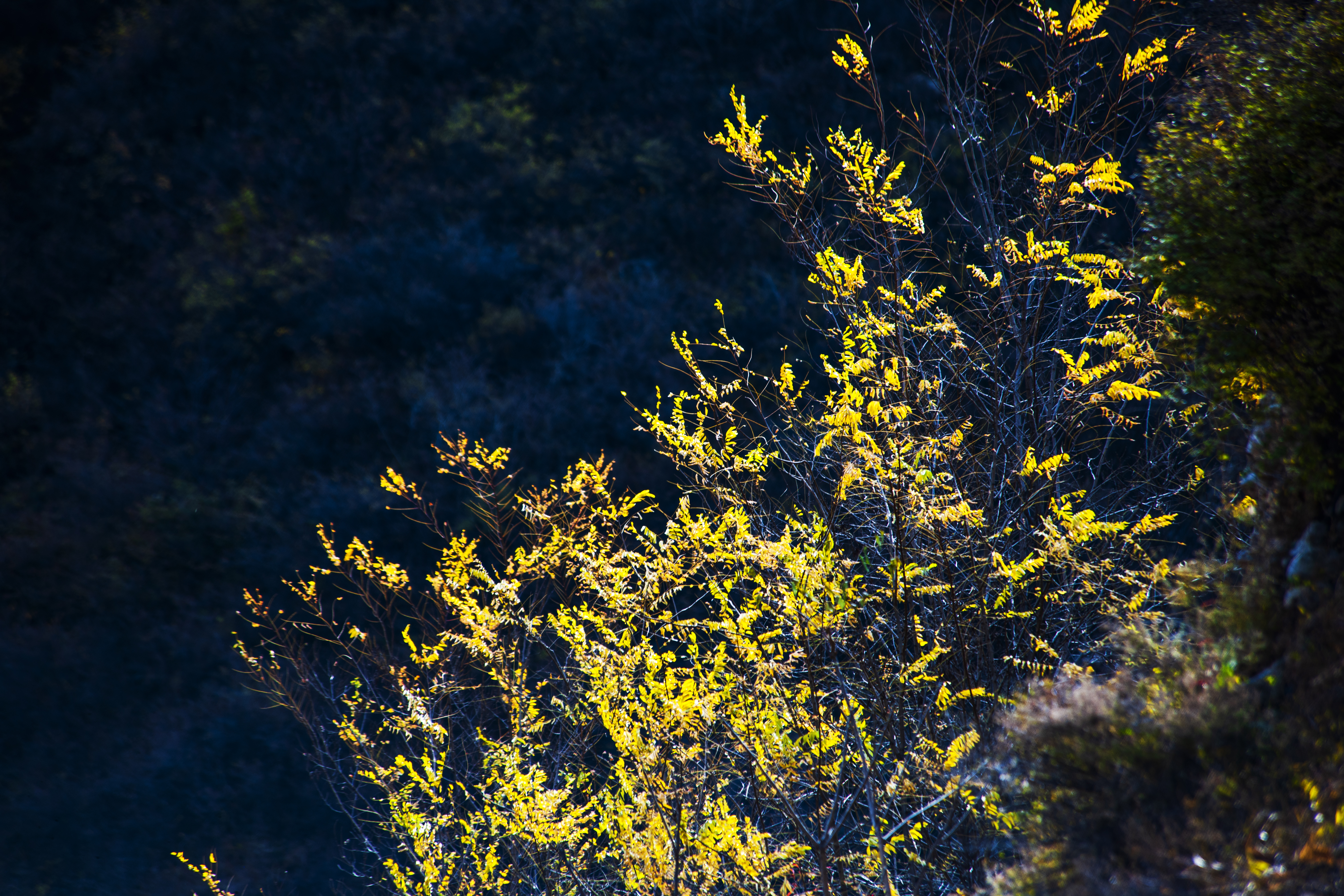 晚秋太行龙纹,晚秋太行红叶
