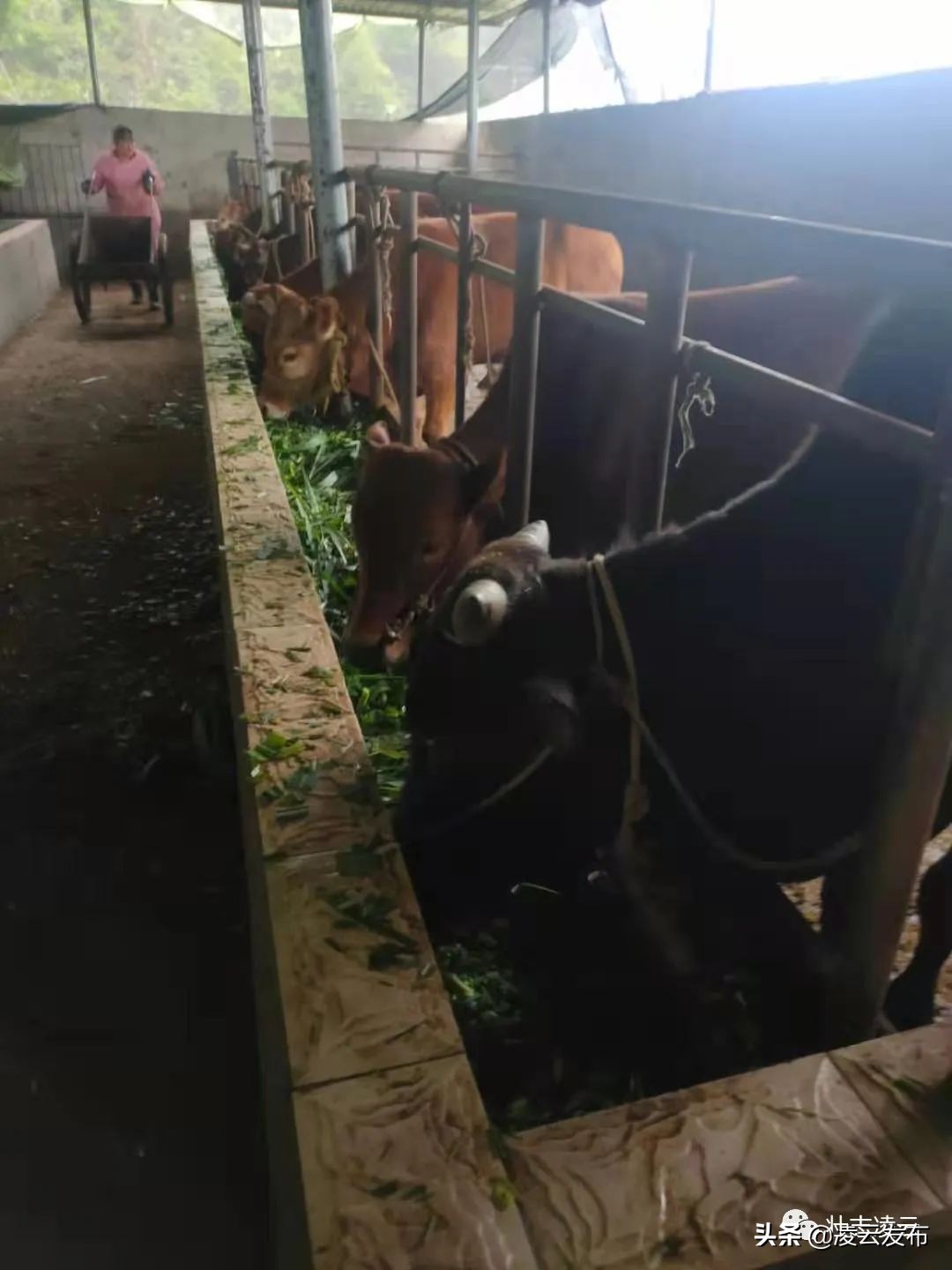 【乡村振兴】专业养牛人的“致富经”