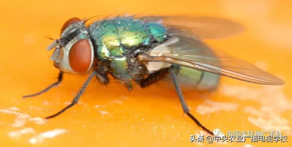 常见农业害虫的介绍图,农作物常见害虫种类及图片