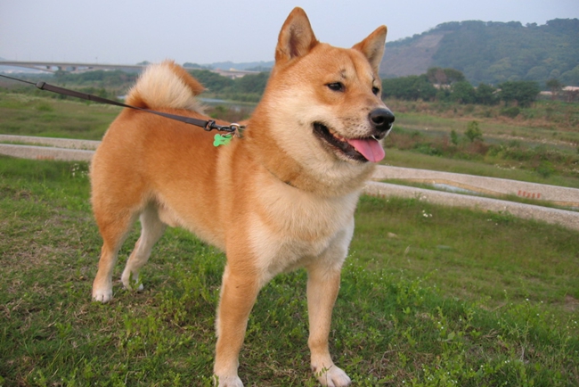 柴犬大便什么样才叫正常,柴犬便便前面硬后面一点点稀的