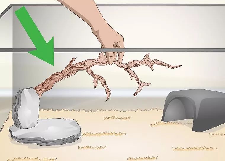 合法饲养宠物蛇,宠物蛇饲养视频