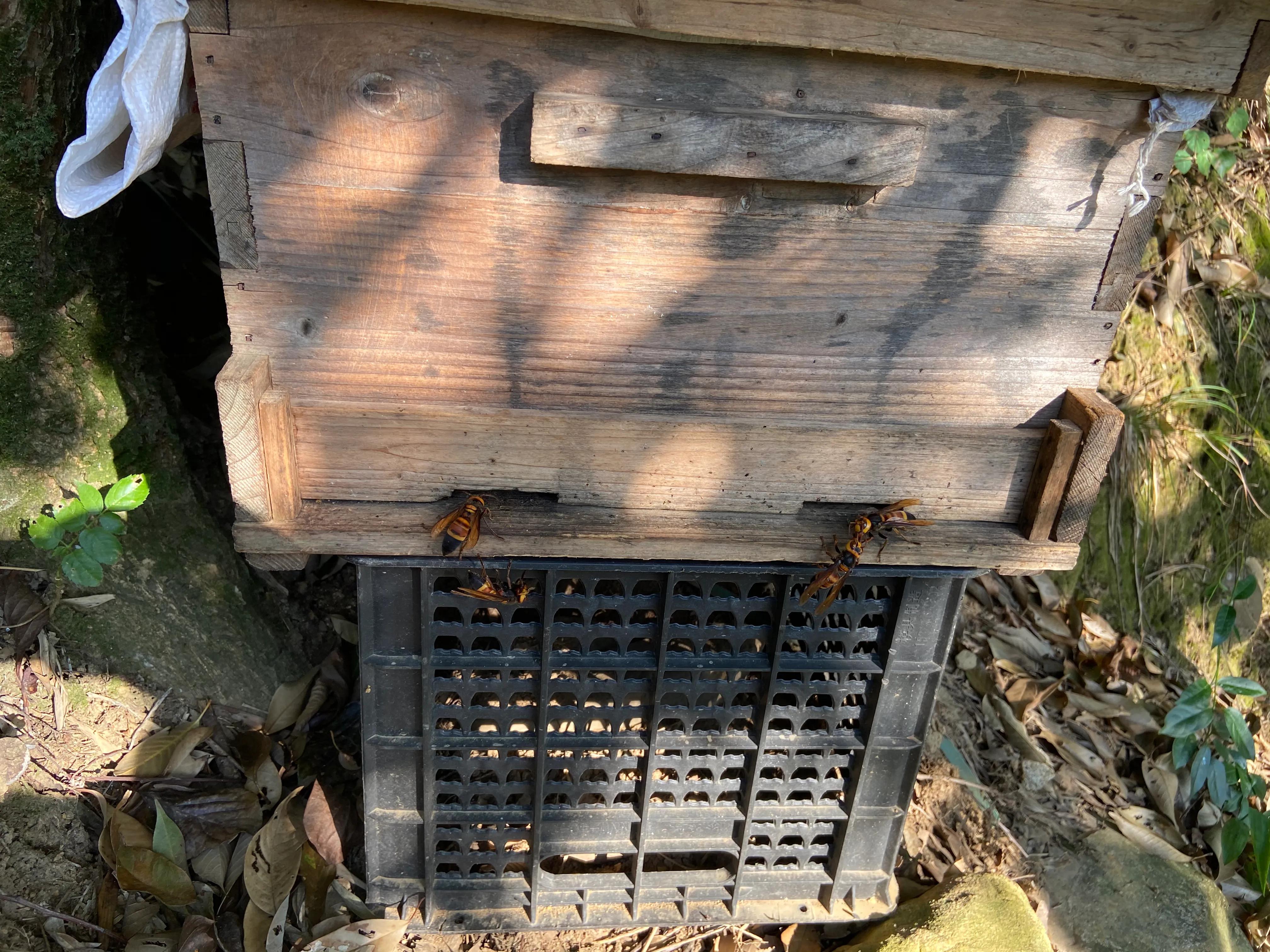 虎头蜂vs杀人蜂,大胡蜂vs虎头蜂