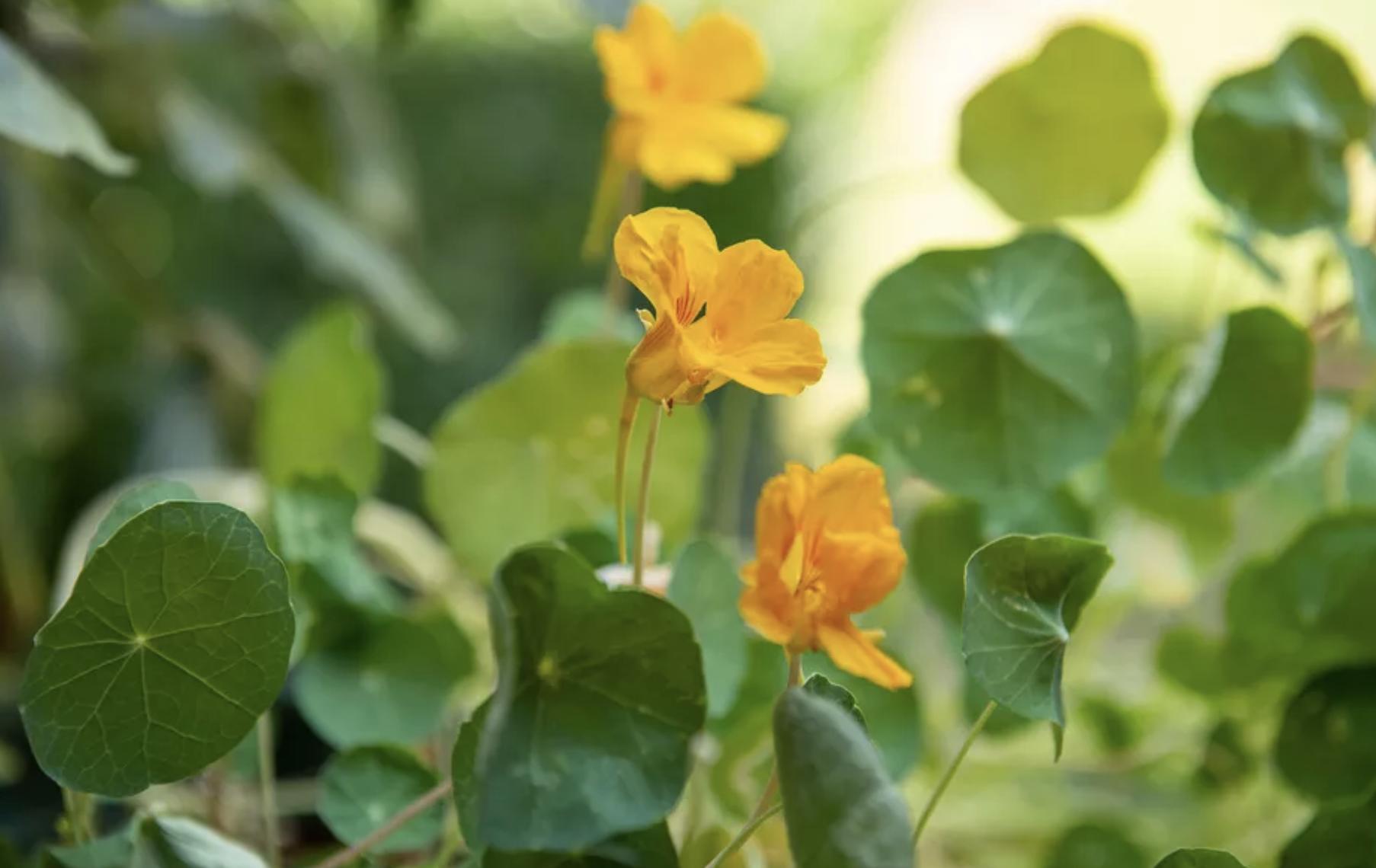 充满活力阳光的花,20种需要阳光的花