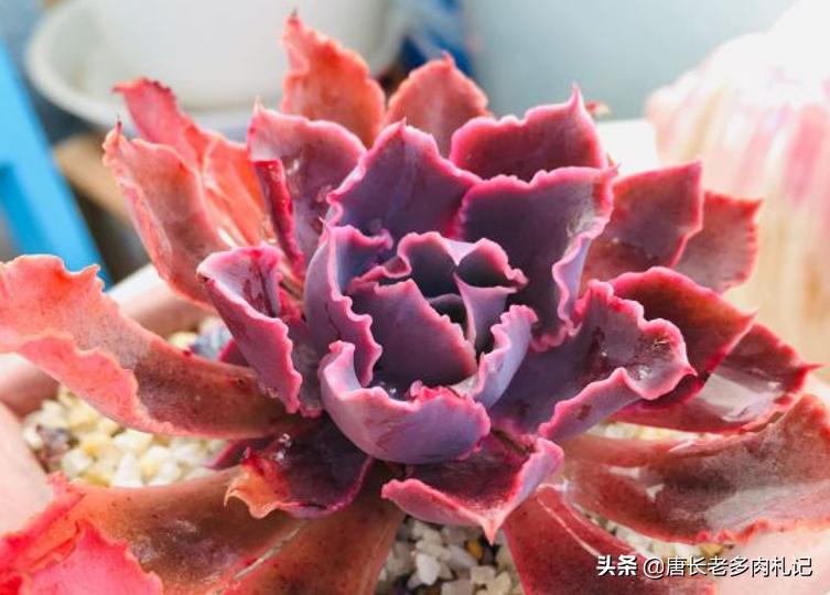 包菜类的多肉哪个品种比较耐热,佛罗伦萨和晚霞之舞多肉