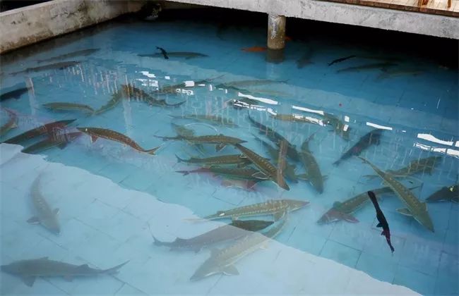 2019十大养殖品种图片,这两年最火的养殖品种