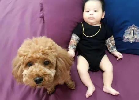 孕妇家里可以养狗吗但是不接触狗,孕妇和带小婴儿能养狗吗