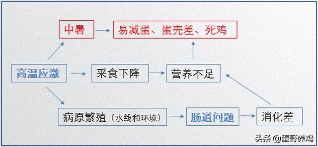 防止鸡中暑养殖的妙招,夏天高温怎么预防鸡中暑