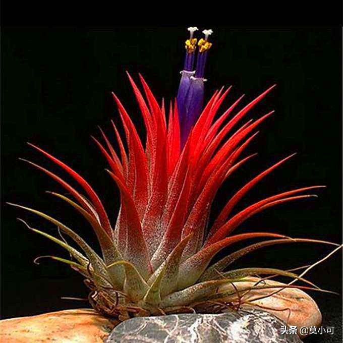 空气凤梨干枯如何救活,空气凤梨叶子尖干
