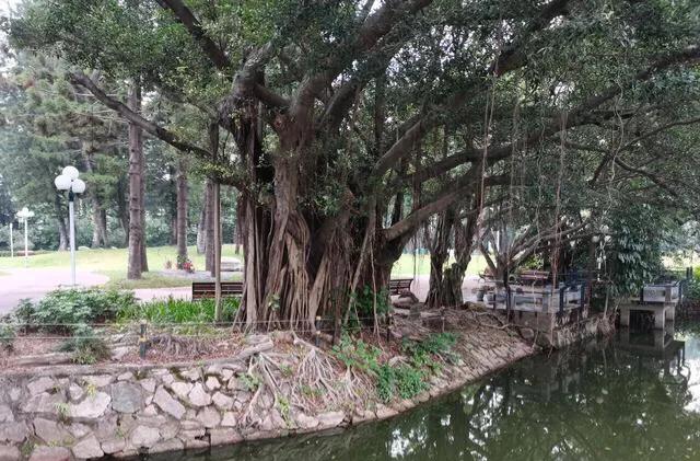 深圳花海公园推荐景点有哪些,深圳花海公园地址在哪里