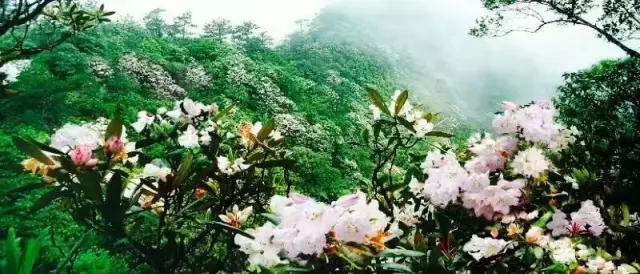 最美白衣战士,最美的白衣战士完整版