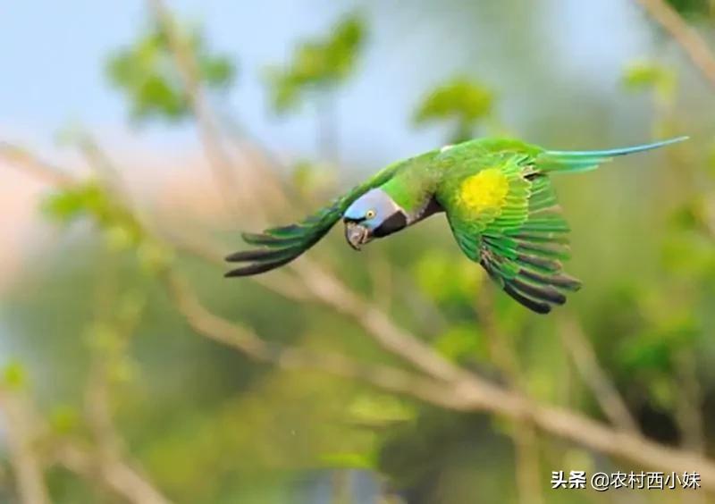 什么鹦鹉最容易训练,什么鹦鹉怎么养才会认主人