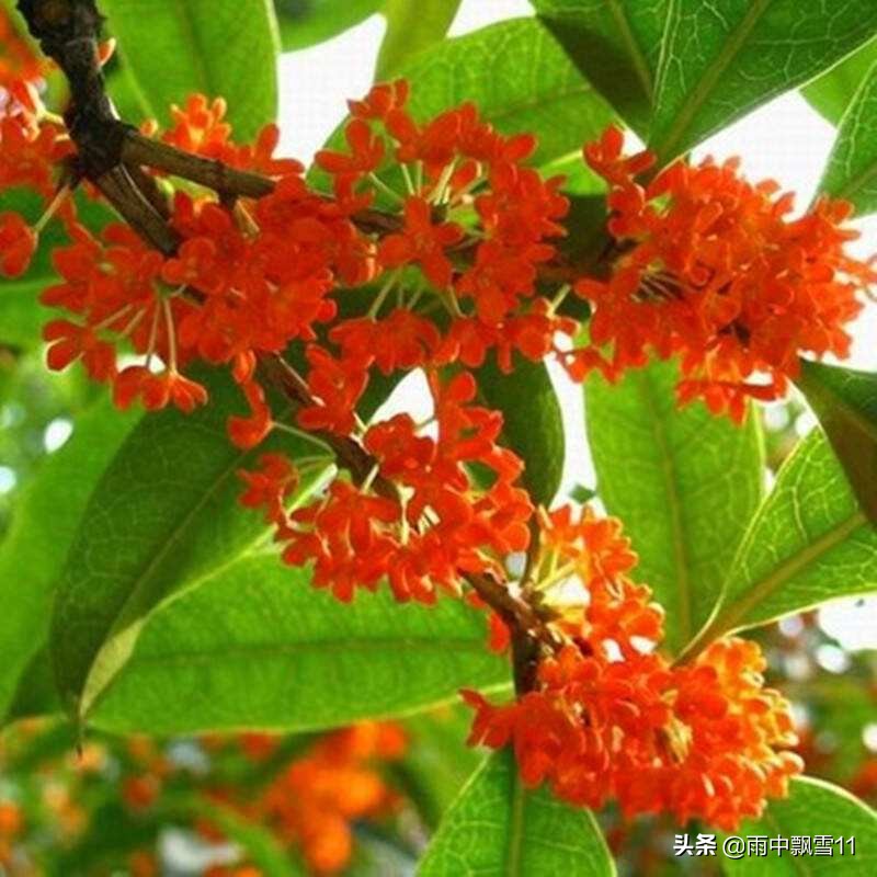 盆栽桂花怎么养才能长得快,盆栽桂花怎么养才开得好