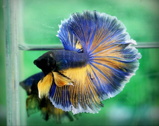 泰国斗鱼在泰国的饲养环境,泰国斗鱼养殖需要什么条件