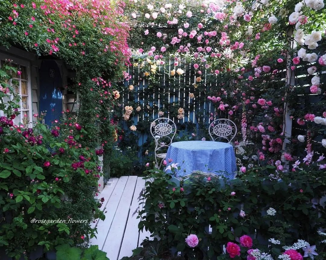 太毒了！“别人家”的月季花园，美到让人窒息