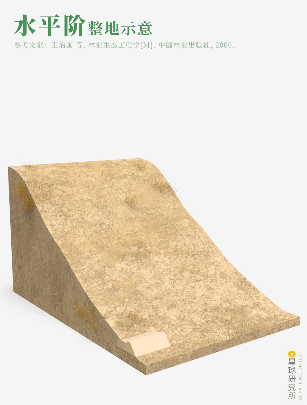 中国植树造林成果国外有什么看法,植树造林改造沙漠