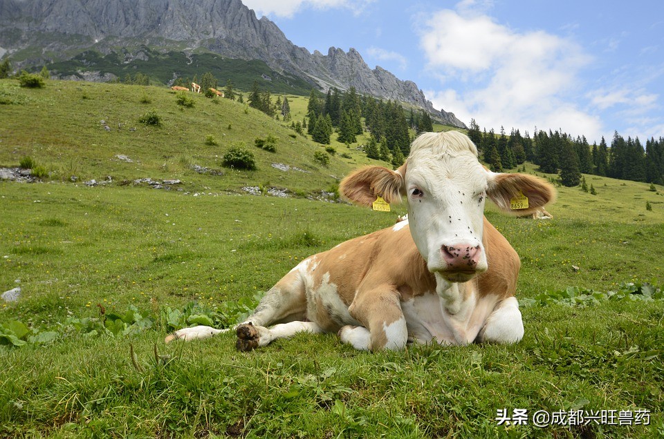 牛羊育肥怎么选牛羊,牛羊育肥最佳方法