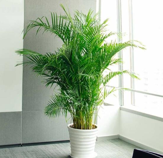 适合家里客厅放的绿植又好养活,适合放在客厅的绿植哪一种最好养