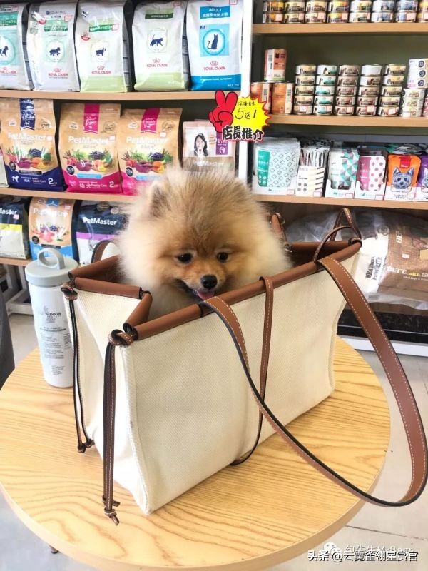 好看又大的宠物包,超好看的宠物包