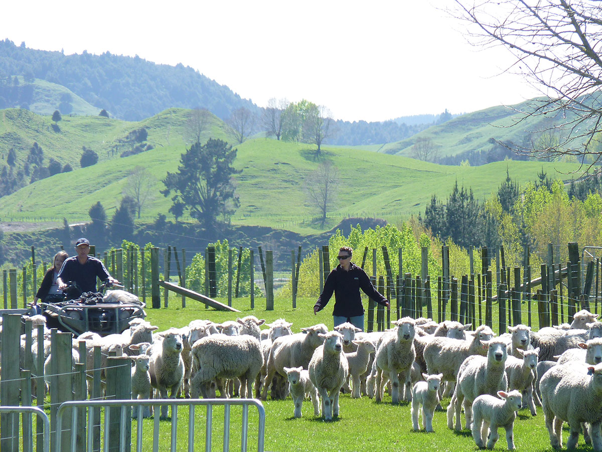 鍛嗚悓棰勮,鍛嗚悓缇婇┘鐢熸皵