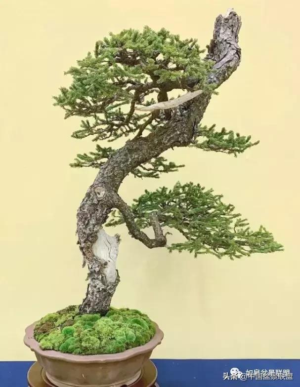 日本盆景巨匠木村正彦作品全程 (木村正彦盆景作品)