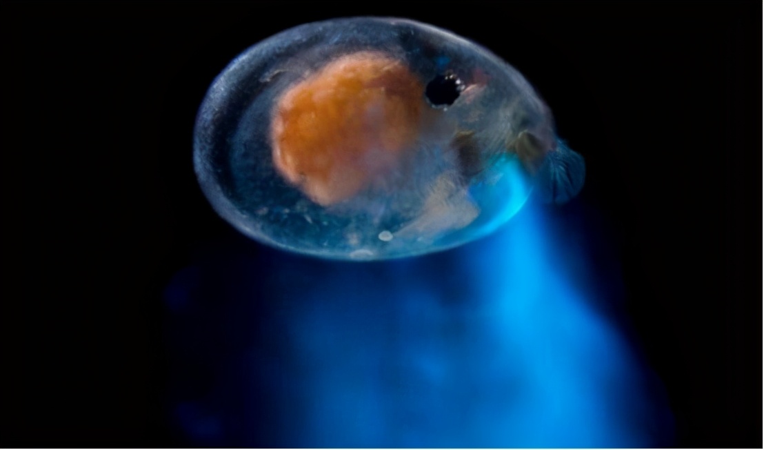 显微镜观察人类精子放大100倍,琥珀里的大型生物