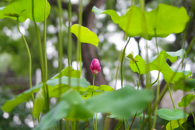 宾得da501.8评测,宾得星头是不是最好