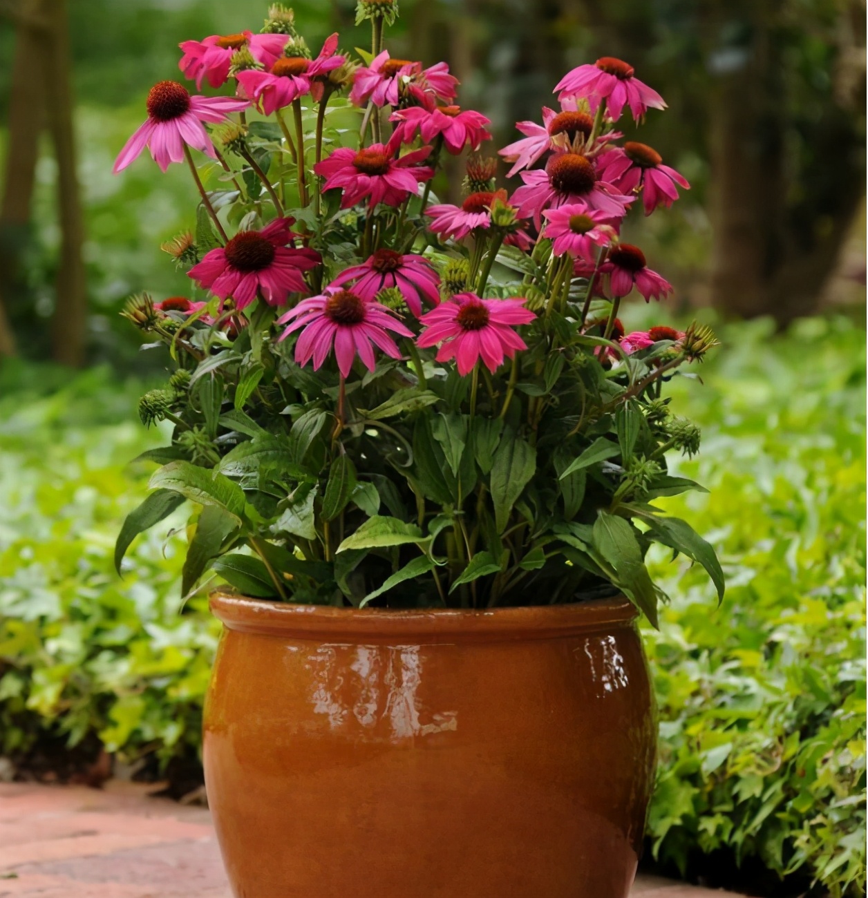 4种花深受花友喜欢,4种花超爱开花好养漂亮