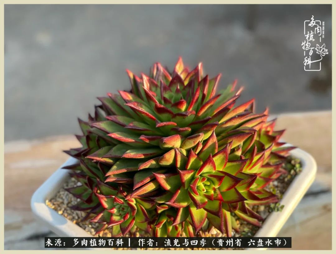 国庆假期你快乐吗?来,凉都美肉与你相伴一一小乌木的霸气东云