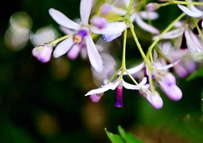 苦楝花盛开香气怡人,苦楝花的香气怎样形容