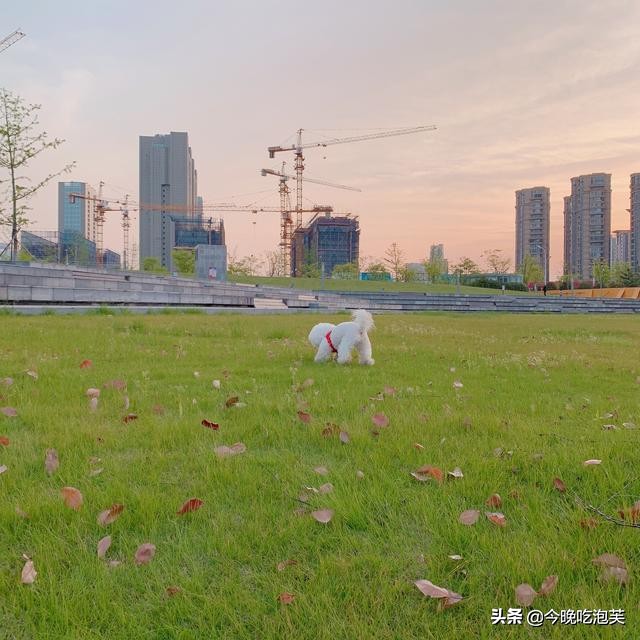 比熊狗狗小的时候都会咬人吗,比熊狗狗脾气不好咬人怎么办