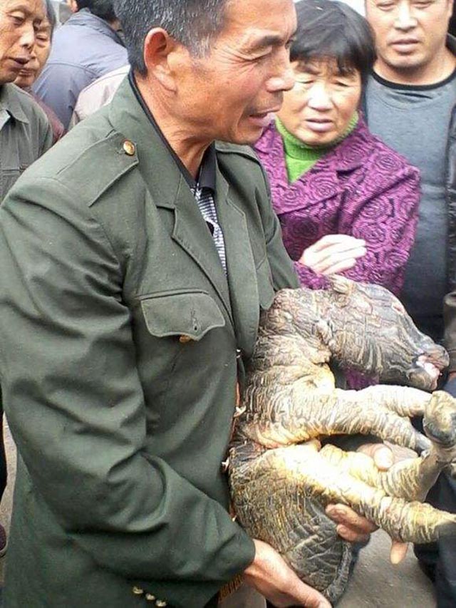 牛生麒麟猪生大象是什么征兆,牛生麒麟猪生象是什么意思啊