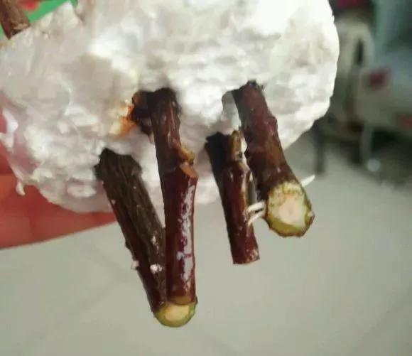 剪下枝条给根插水就能活的绿植,什么花枝条插水就能活