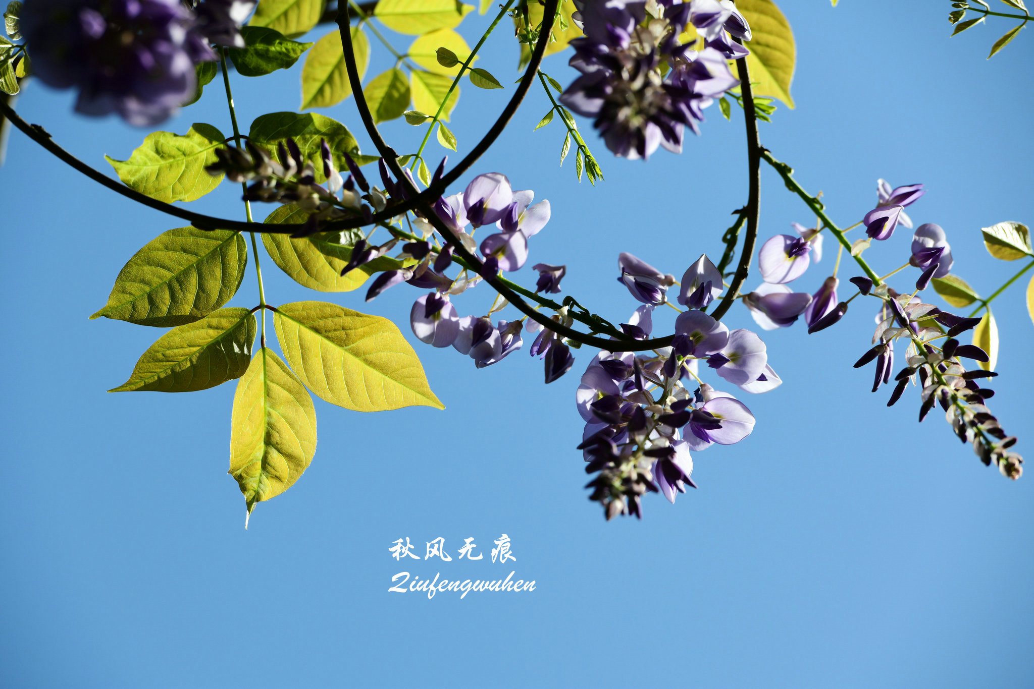 四月的春风西安,四月春风里的樱花