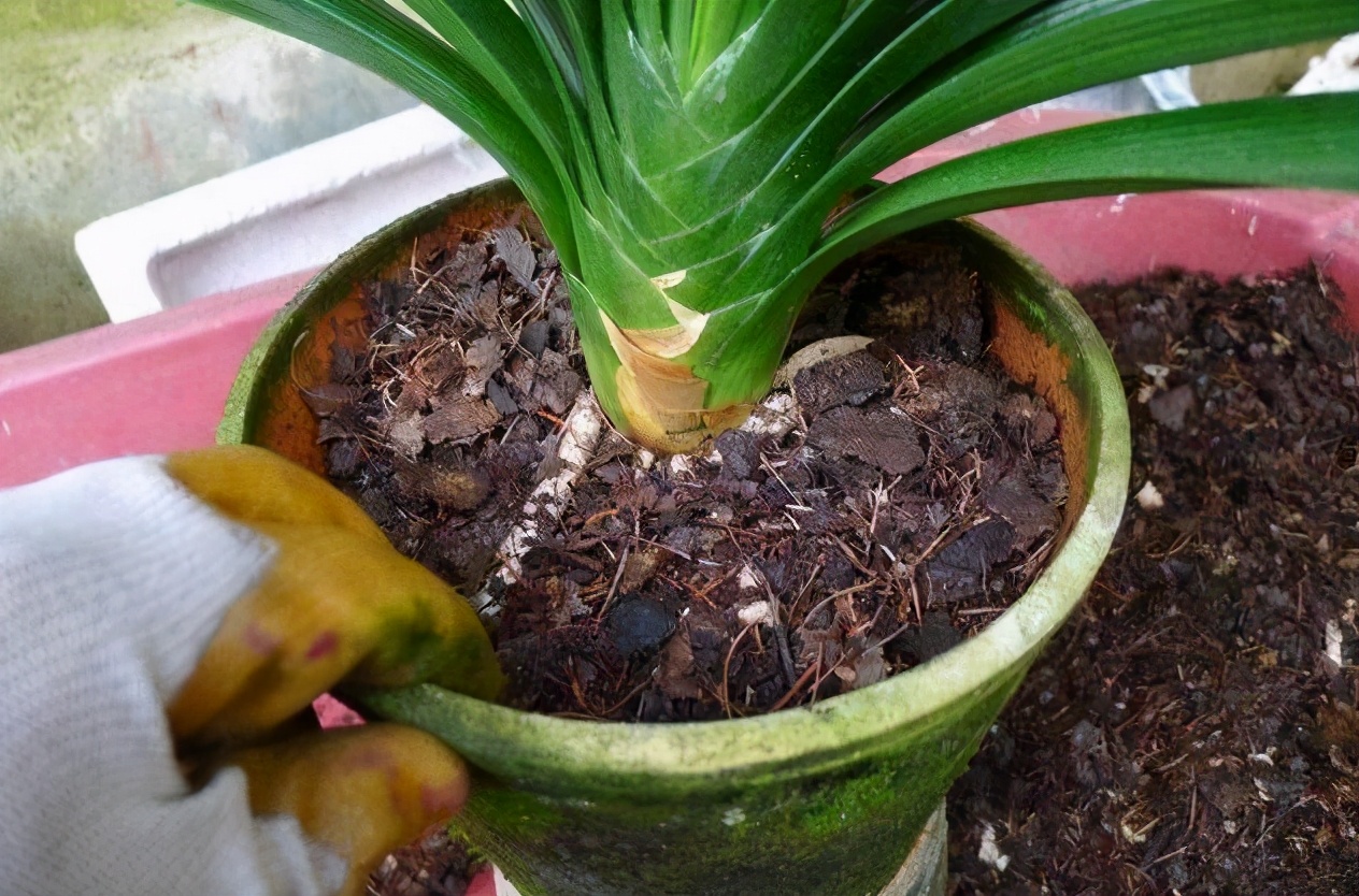 君子兰的换盆方法及注意事项,君子兰换盆后能用日本101生长素吗