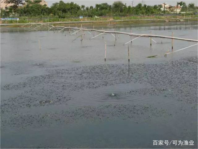 河蟹养殖的利润怎么样,养河蟹亏钱