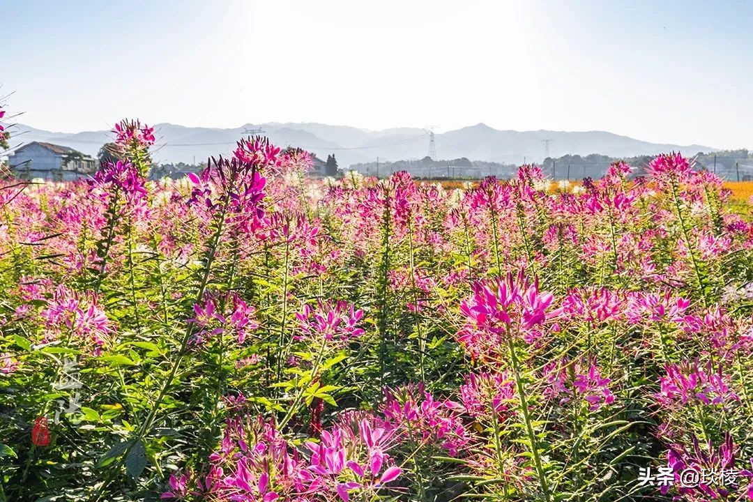 春风十里不如你,这些花海在国庆期间盛放,不要错过了