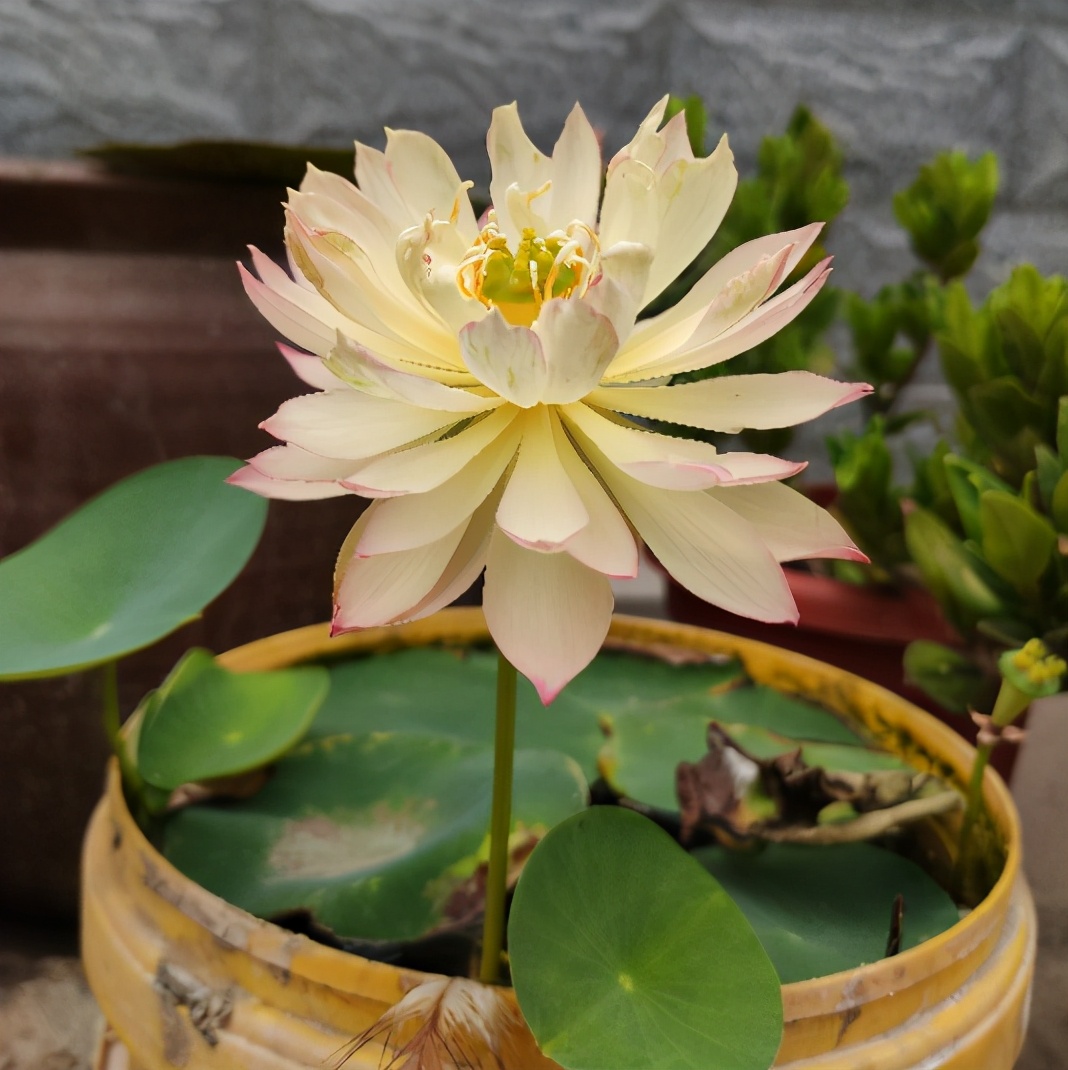 适合种在门口一年四季开花的植物,5种花是爆盆能手花期长