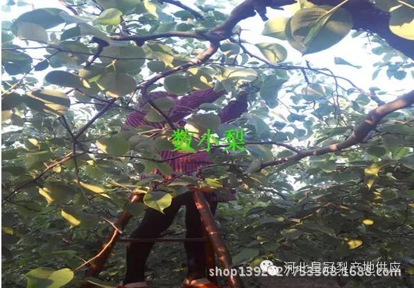 鸭梨与皇冠梨雪花梨哪个好,鸭梨雪花梨皇冠梨的区别