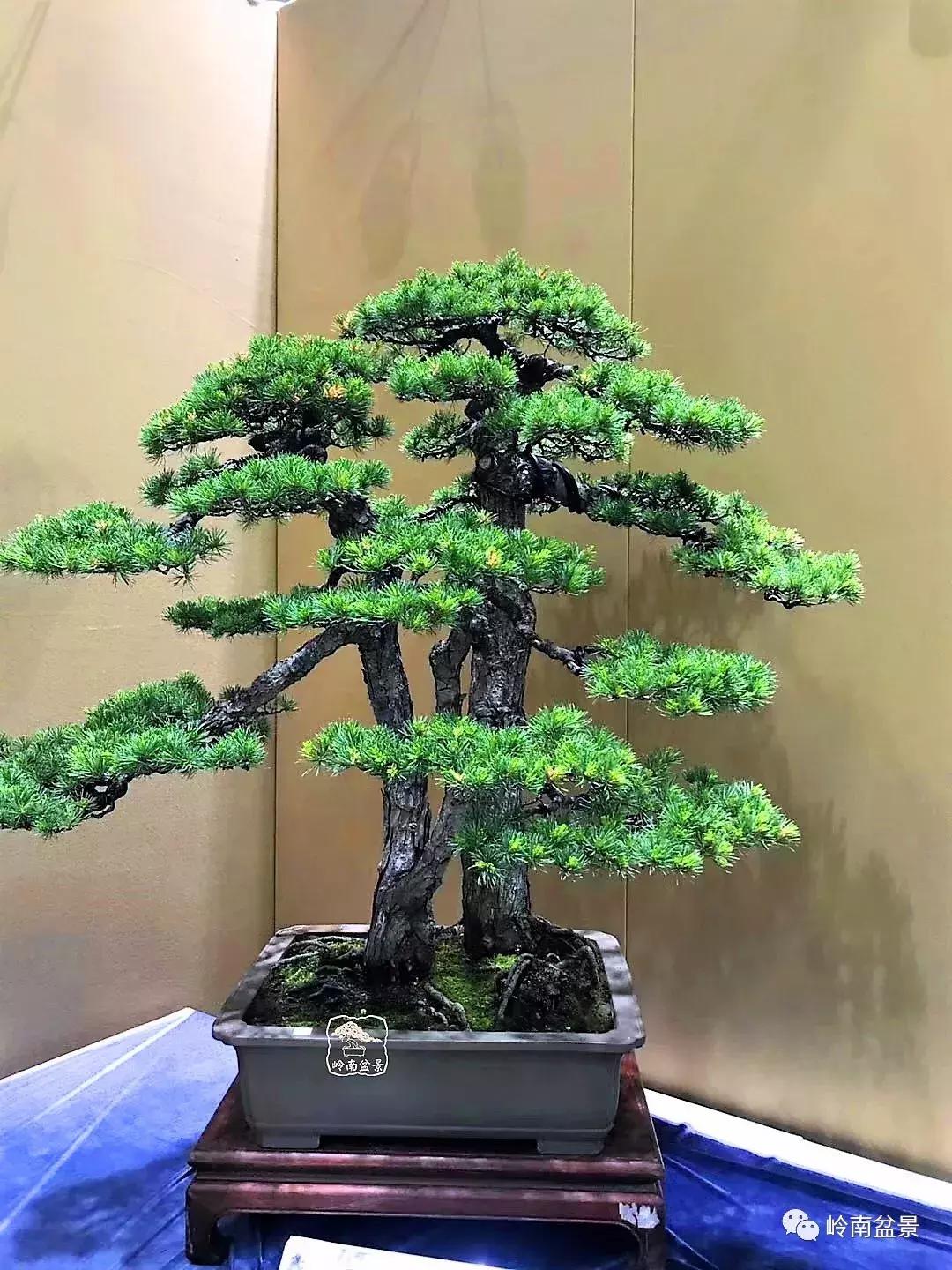 苍劲古朴挺拔有力的老桩盆景欣赏,老态龙钟盆景作品欣赏