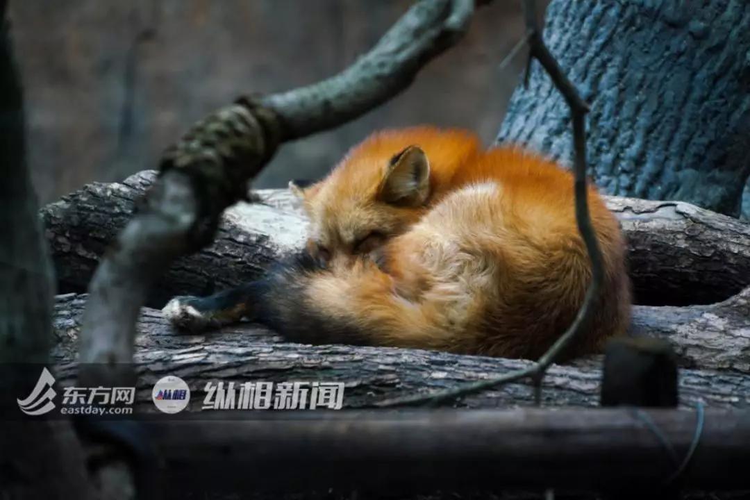 火狐事件辟谣,大兴安岭火狐造假