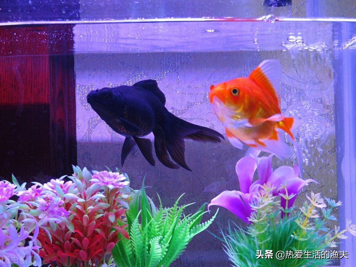 金鱼和锦鲤哪种好养些,养金鱼是锦鲤好还是草金鱼好