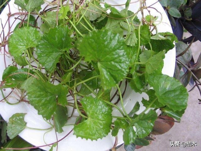 哪个地区的积雪草最好,什么地方有积雪草