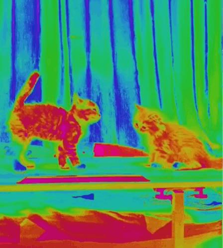 猫咪在床单上拉臭臭,猫咪上了厕所弄得家里很臭