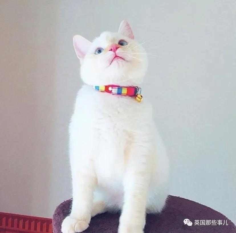 养暹罗等于养好几种猫,重庆暹罗猫变黑了还能白回来吗